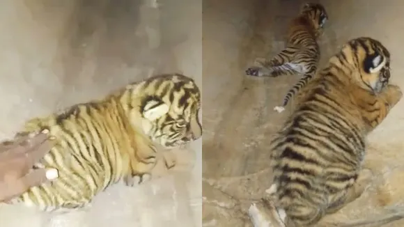 man approaching and touching tiger cubs in Rajasthan’s Ranthambore