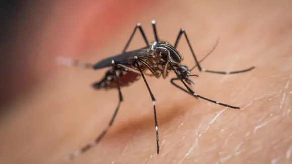 Tips To get Rid of Mosquitoes From Home