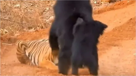 Bear save child from tiger