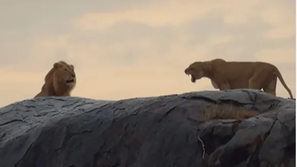 lioness protect cubs from male lion