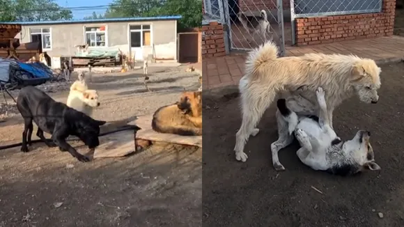 Dog King Viral Video