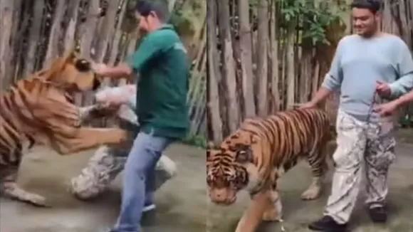 Tiger Attack