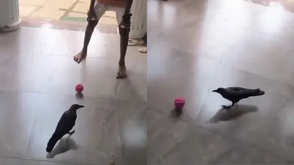 Crow plays football 