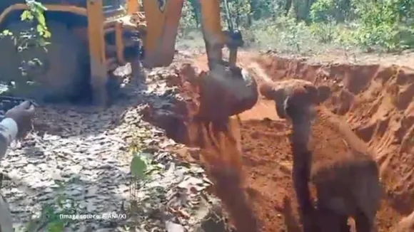 Rescued baby elephant shows gratitude