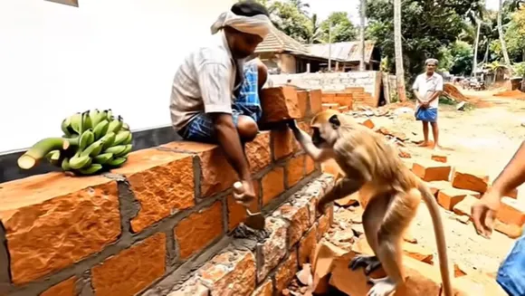 Monkey Viral Video
