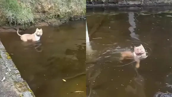 Dog Drowned Viral Video