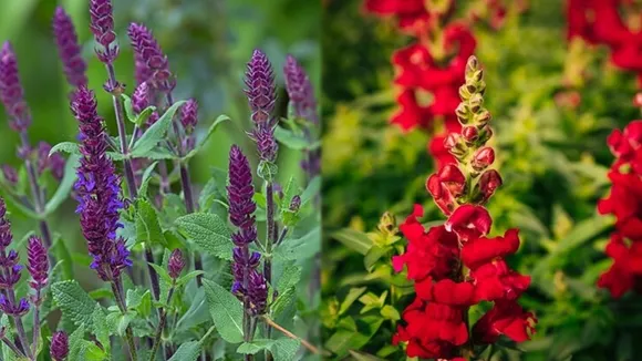 Salvia Plant Growing FI