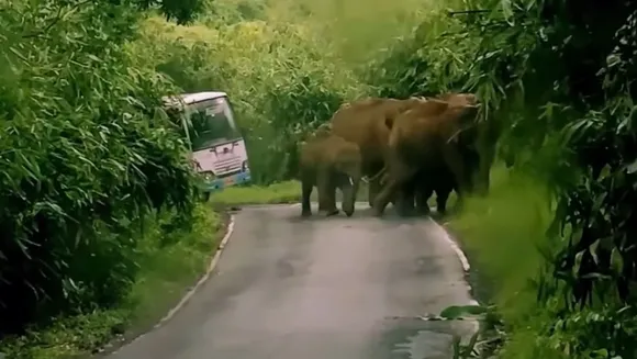KSRTC Elephant Viral Video