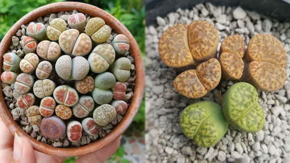 Lithop Plants FI