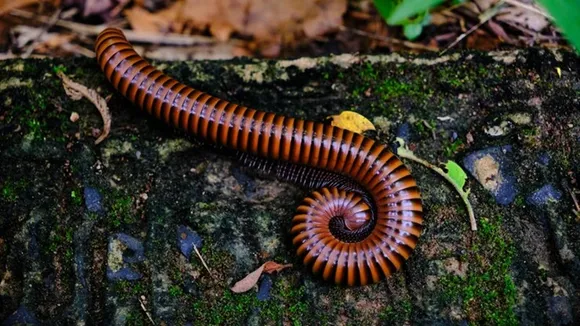 Tips To Prevent Leech Millepedes FI