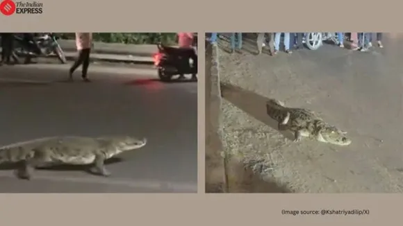 Crocodile spotted on road