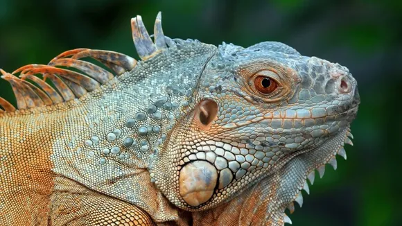 Animals Having Hundreds of Eyes FI