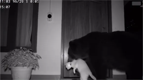 AI video of cat and bear