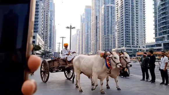 Bullock cart ride UAE