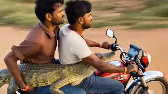 Crocodile Viral Video
