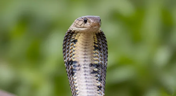 Cobra Snake