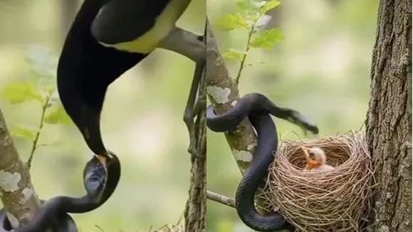 AI video of snake attacking bird