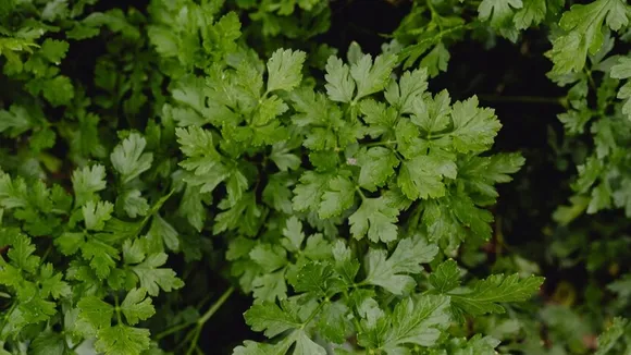 Benefits Of Adding Coriander Leaves In Food 1