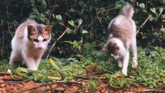 Cat attacking snake viral video