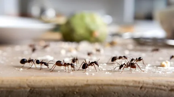 Homemade Tips To Get Rid Of Ants FI