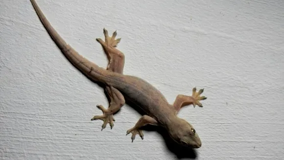 Homemade Remedy To Get Rid Of Lizard FI