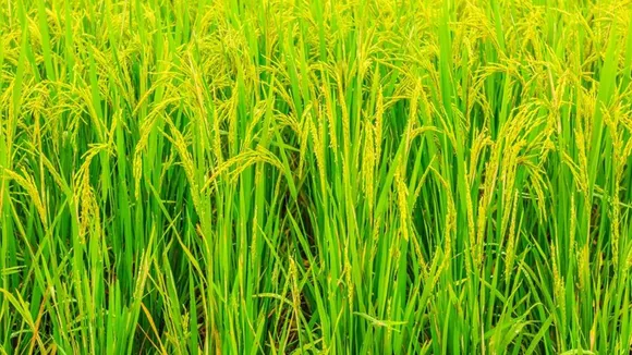 Kerala Paddy