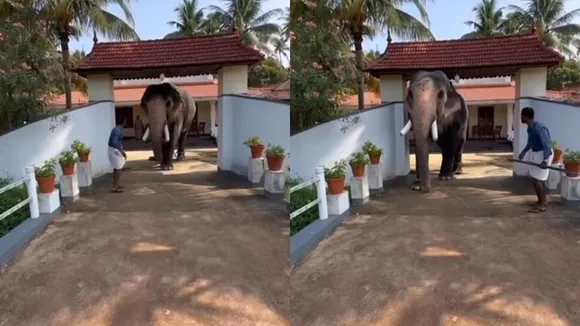 Elephant walking viral video