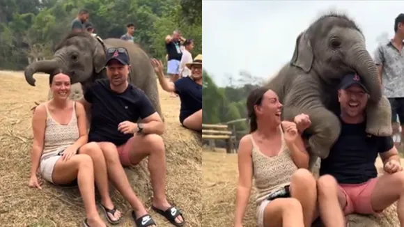 Elephant Viral Video