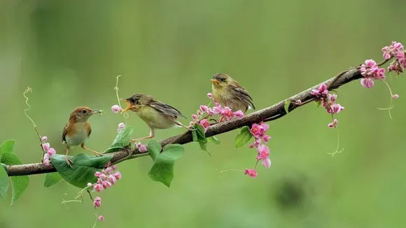 Kerala Birds