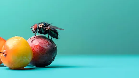 Homemade Fruit Fly Trap With Kitchen Ingredients FI
