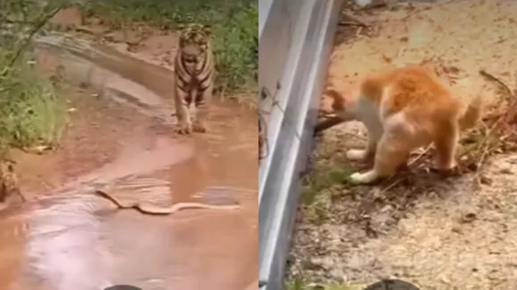 Cat Snake and Tiger Viral Video