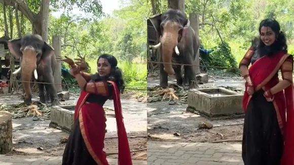 Elephant dance viral video