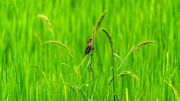 Onam Chingam Paddy Field Kerala