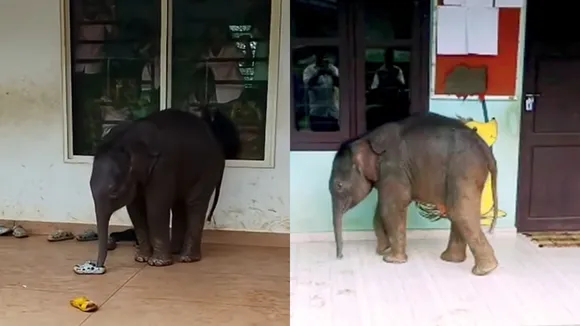 Elephant Wayanad