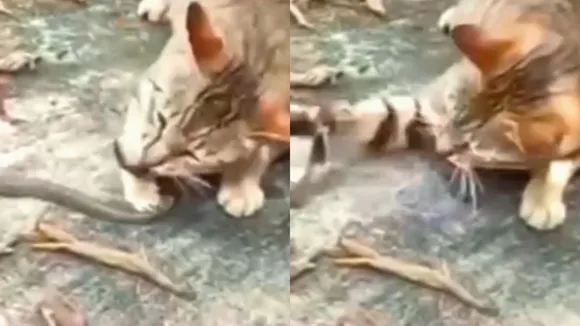 Cat and Snake Viral Video