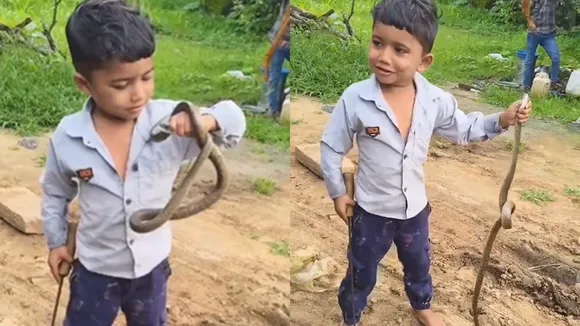 child grab snake