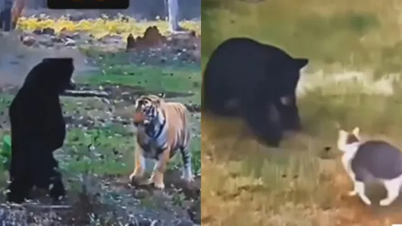 Cat attacking Bear Viral Video