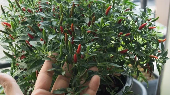 Natural Fertilizer For Kantharimulak FI