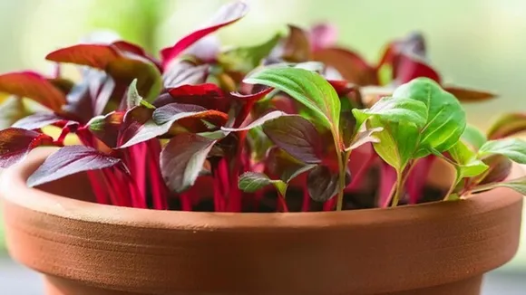 Red Spinach Plants FI