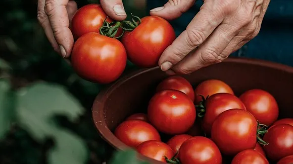 Keep Tomato Fresh For Long FI