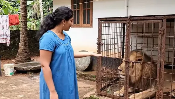 Lion Viral Video