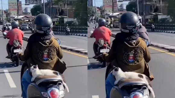 Cat Two Wheeler Journey Viral Video
