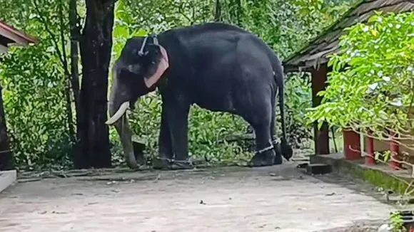 elephant