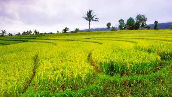 chingam makam
