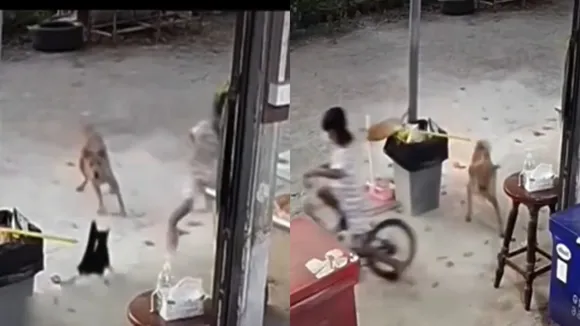 Cat saved girl from dog attack