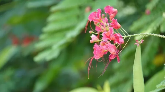 chingam flower