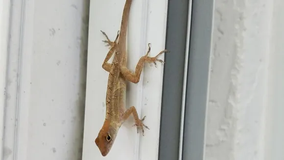 Tips To Get Rid Of Lizards FI