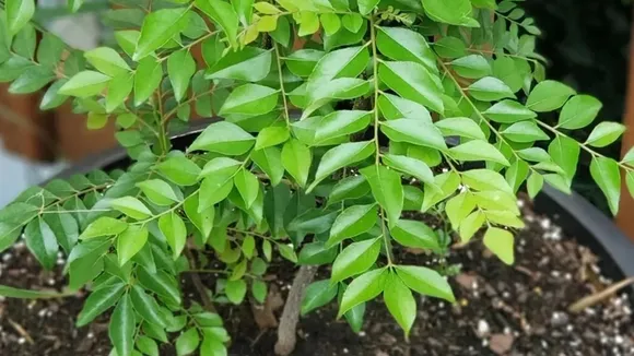 Organic Fertiliser  FI