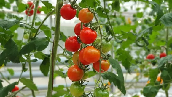 Grow Tomato FI