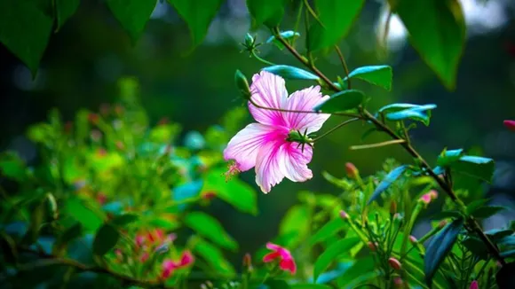 Kerala Flower